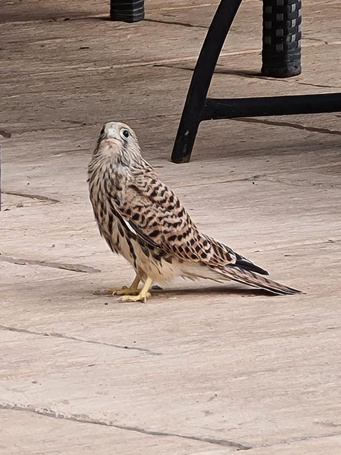 宾馆 La Pommeraie D'ifrane 伊夫兰